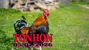 Xem Lại Đá Gà Tonhon Hôm Nay 05012026 – Cực Mãn Nhãn