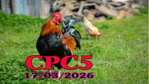 Clip đá gà CPC5 hôm nay 17032026 – Trực tiếp Thomo Campuchia