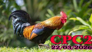 Video Full Clip Đá Gà CPC2 Thomo Ngày 22032025